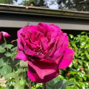 Meet your Posher, Tracey